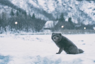 冬季雪地上浣熊的灰阶摄影